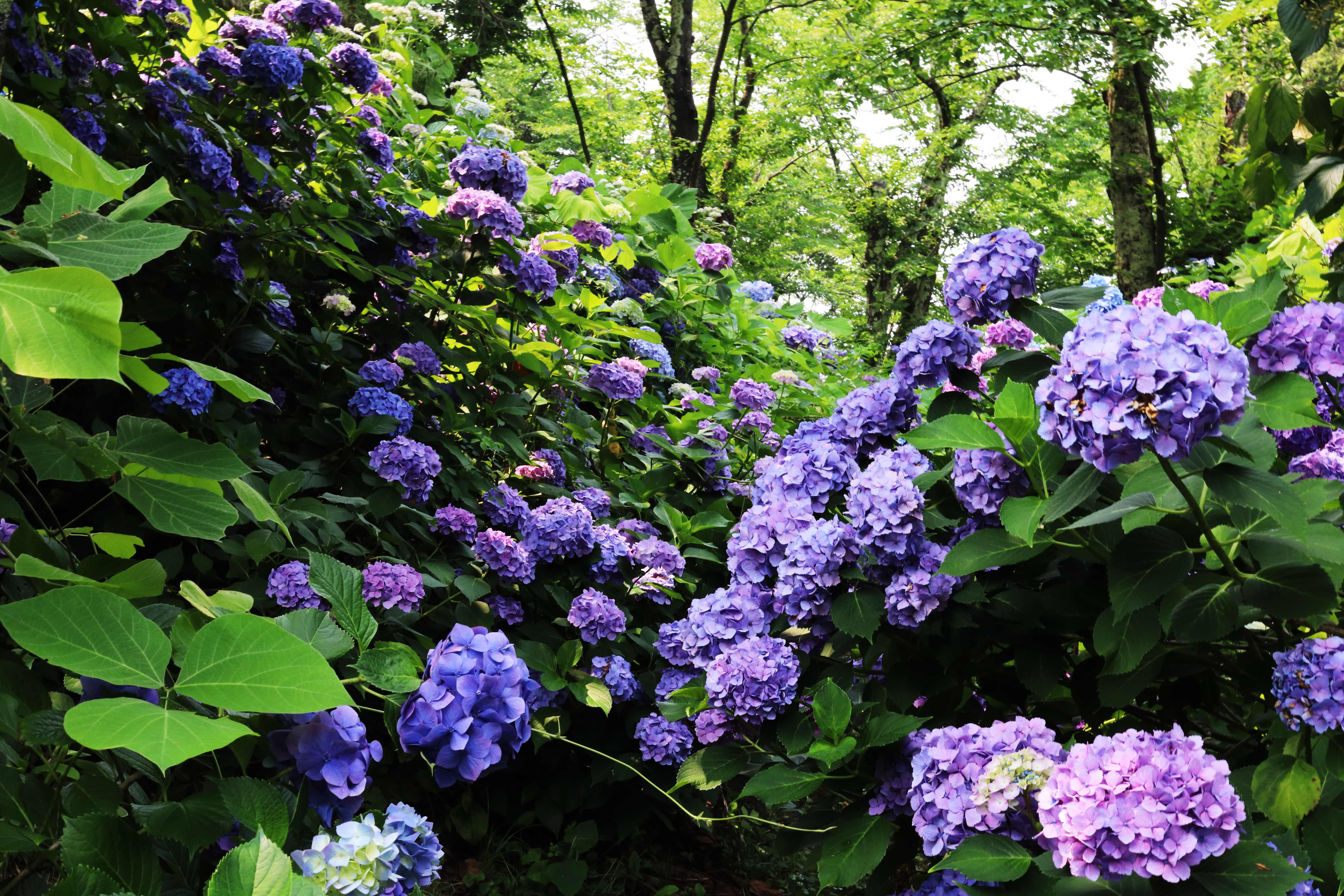 弘前市大仏公園　あじさいまつり　どんな感じの所？おまけ　EOSRP　写真練習