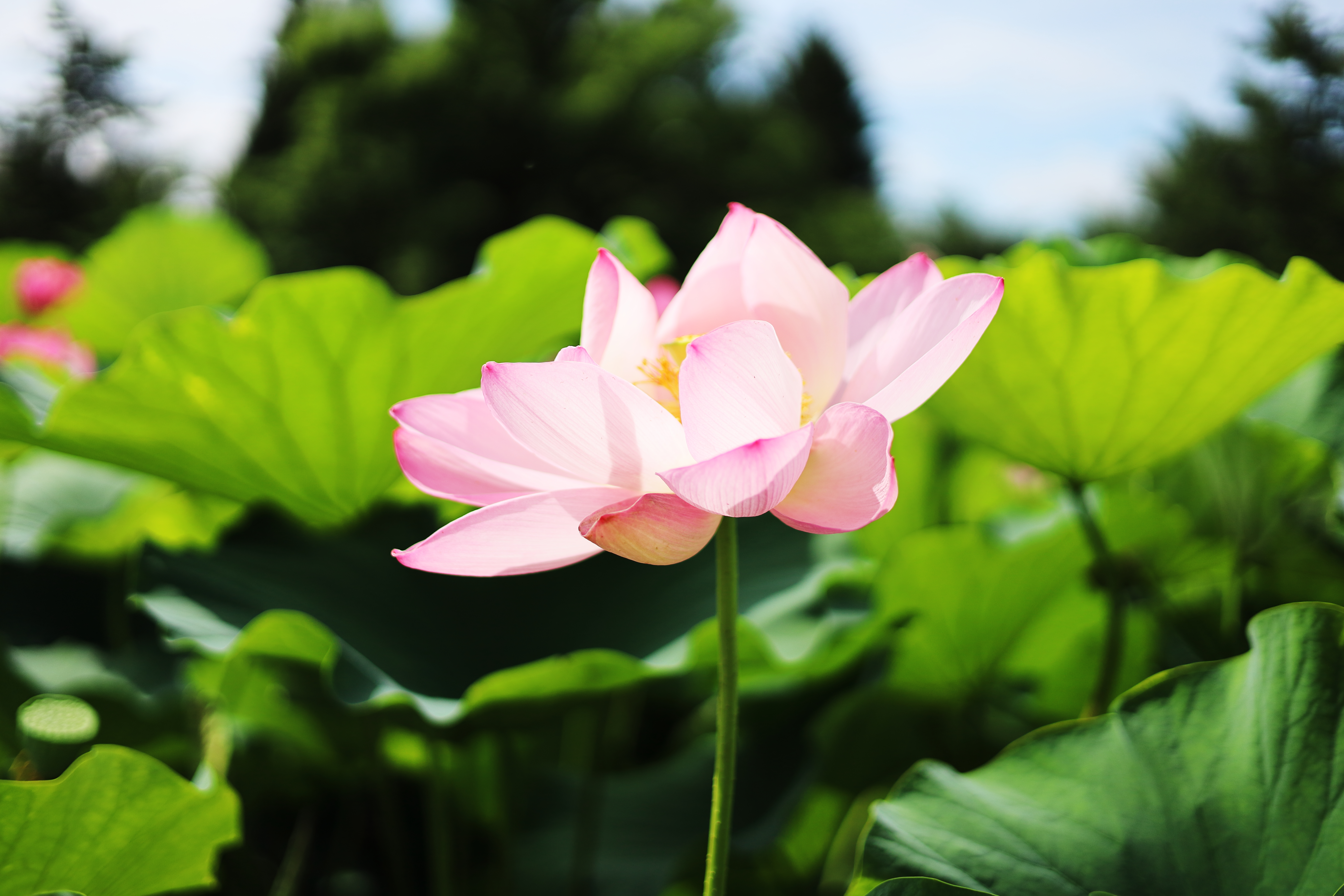 平川市　猿賀公園　蓮の花まつり2024　感想　蓮の開花状況は？